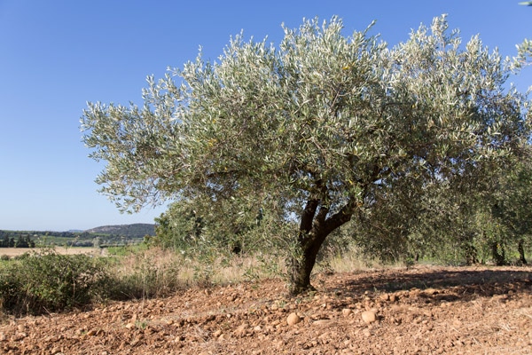 olive et sens visiter infos pratiques olivier