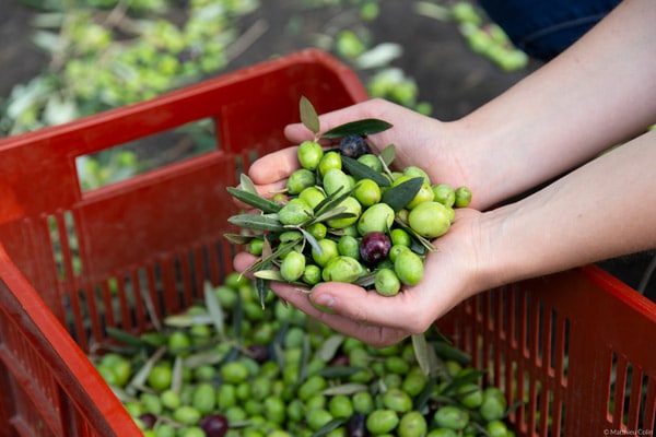 olive et sens, visiter, offre et tarifs