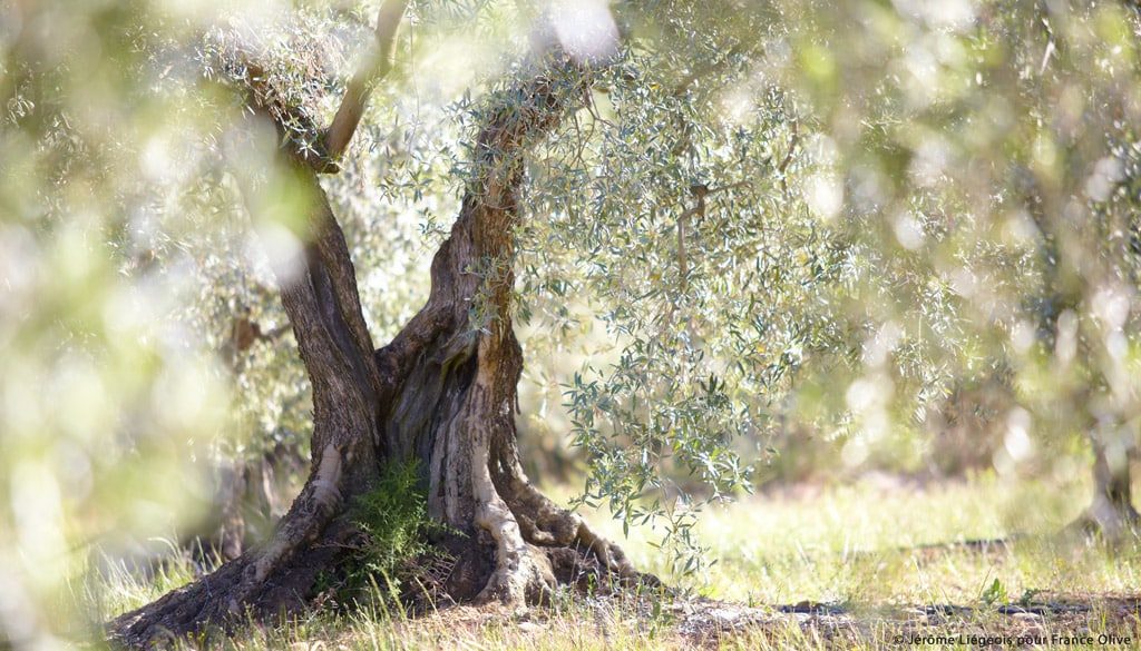 olive et sens, actualités, conférence sur l'olivier